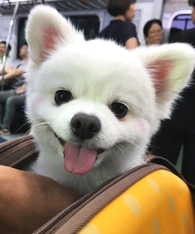 �ڵ�����ż����һλ�ɰ��˿ͣ�����������Ҫ����΢ЦѼ