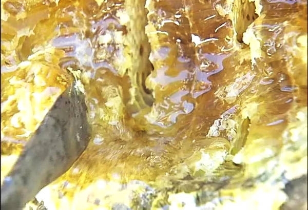 这里有群临安最“甜”的人!爱心人士买蜂蜜,助七旬老人救老伴!