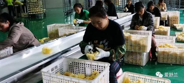 舒兰故事|张永生:南“耳”北移 炫出多彩人生