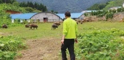 【兽医主题公益活动】助力扶贫山上有对兽医夫妻