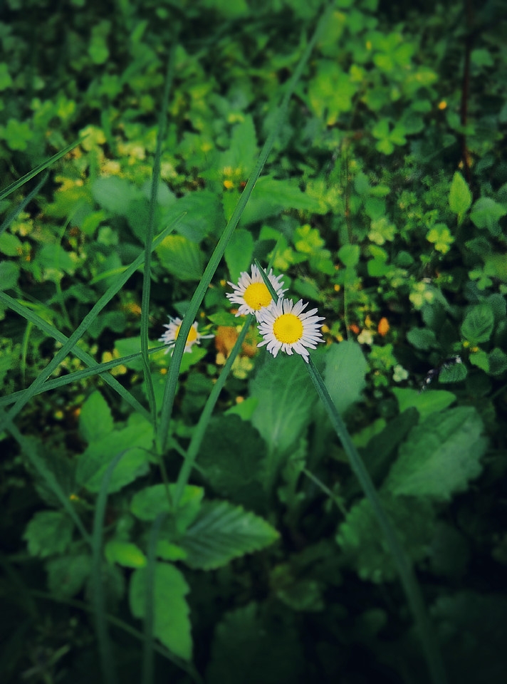 С˸ϵlomoͼ