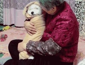 给奶奶买了只狗狗解闷 2个月后剧情大逆转 狗狗成了亲孙子