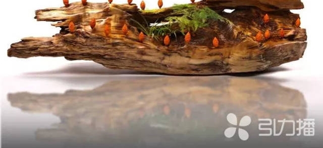 ���ݺ˵�Ů���ˣ��������ǧ��̬