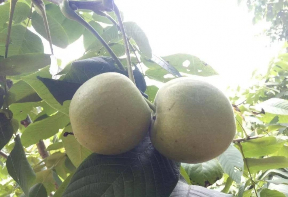 ����������ǰ����֪ ��Ϊ��Ʒ���ң�����ʨ��ͷ��
