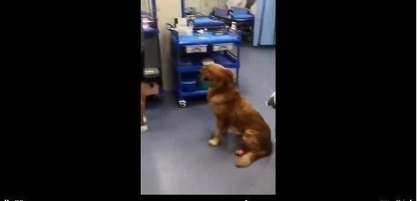 男子带金毛闯医院急诊室,要医生给狗看病否则就要弄死医生