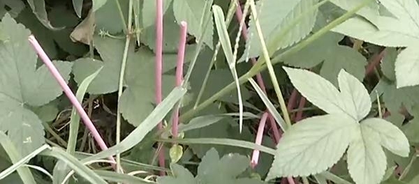 ���ⷿС������������ͷ �������Ļ̻�