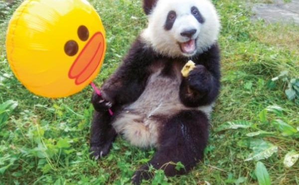 ����è�ְ֡����˳ɣ�ȫ��������è����������