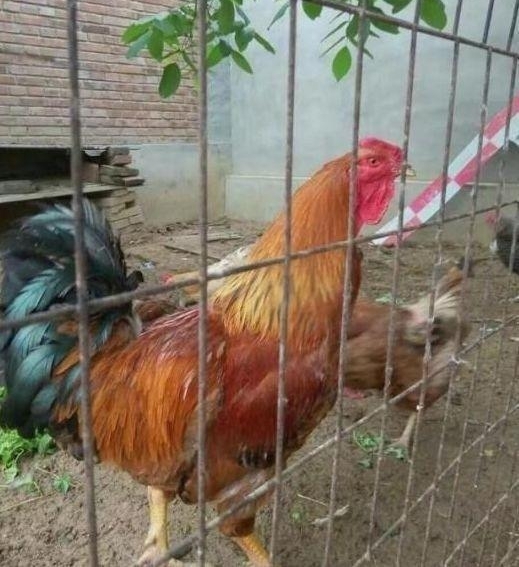 ɹɹ�ҵı��������ĺ�Ժ����ѩ�񡰹ʹ�������ϲ��ר��������԰��