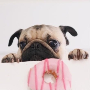 ȵС˸pug
