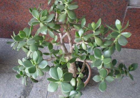 ��������������ÿ��Ϳ�����֡�ˮ��������ľ�ʻ�����Ϊ�߼��辰��