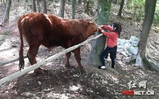 �������żҽ繲�ܽ���һ��ǣ��ţ�����ĳ���������