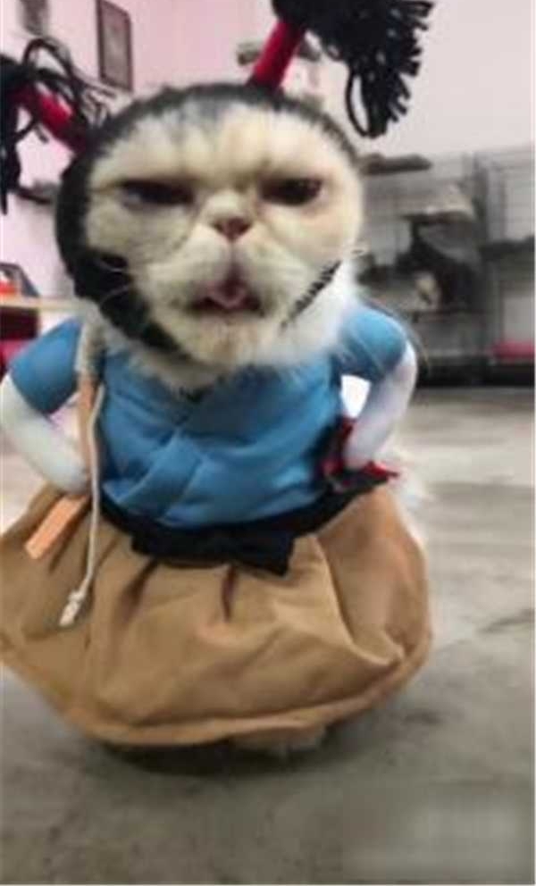 ˫�ֲ���ͷ�������ڣ�＂��ʿ��＂�������Ц������