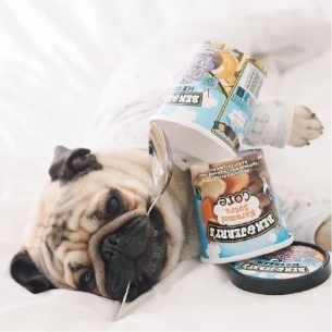 ȵС˸pug