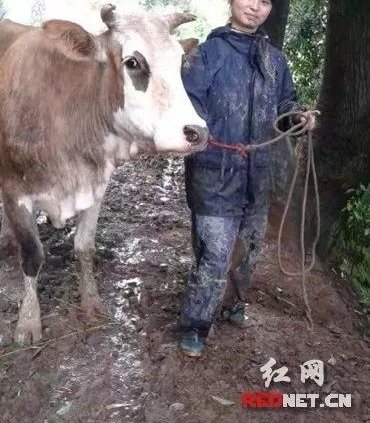 �������żҽ繲�ܽ���һ��ǣ��ţ�����ĳ���������