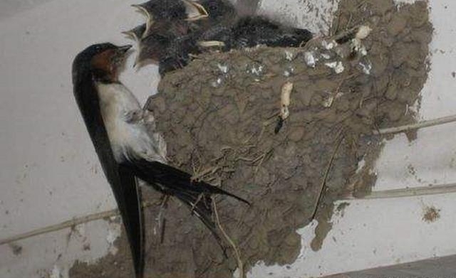 ũ���о�������Ӳ����ຮ֮�ң�ʲô��˼���е�����