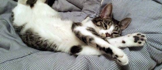 ��èҲҪ�ܿ�ѧ����Щ��Ϊ���������ĸ�Цŵ�����о�