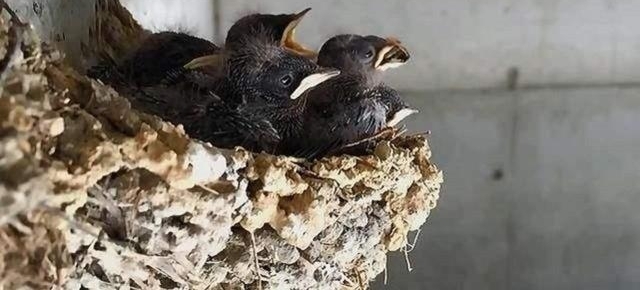 ũ���о�������Ӳ����ຮ֮�ң�ʲô��˼���е�����
