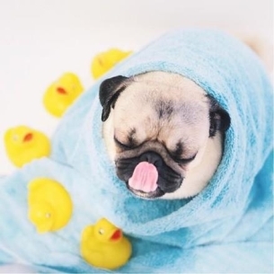 ȵС˸pug