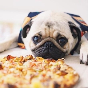 ȵС˸pug