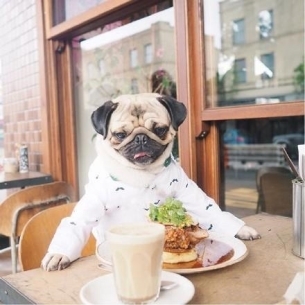 ȵС˸pug