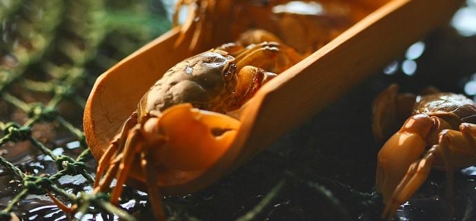 �Ϻ��޶�ʳƷ������Ӫ������������û���ɵķ��겻������з