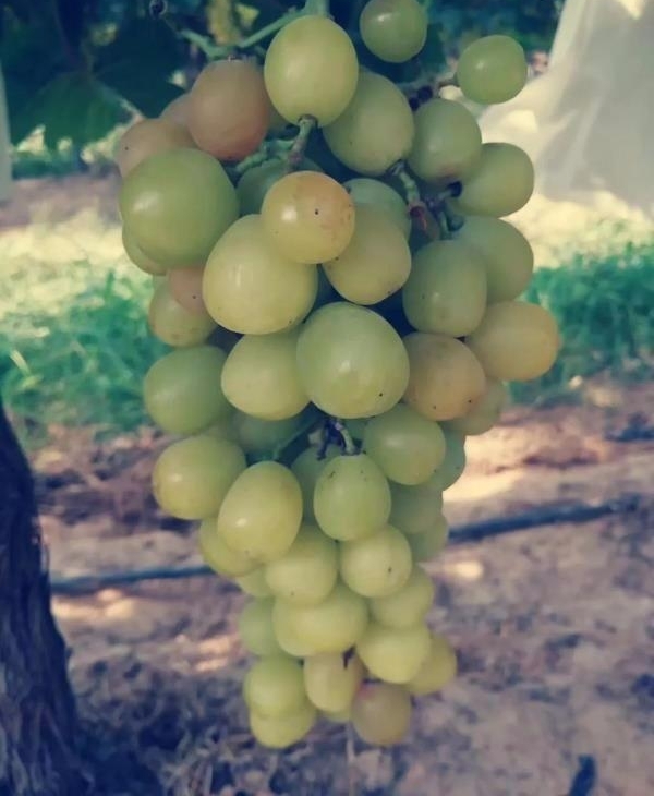 ���ѻ�û������ʮ��Ե�������ֻ��ܴ���һ����