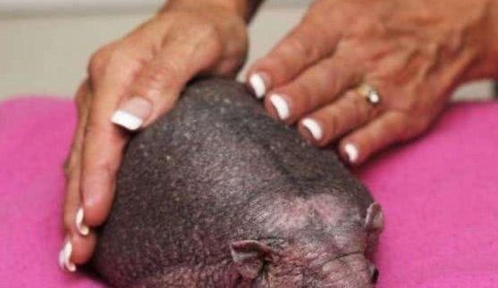 ���Ӱ�·����һֻ�޵������ò���������Ϊ�Լ��񵽱���