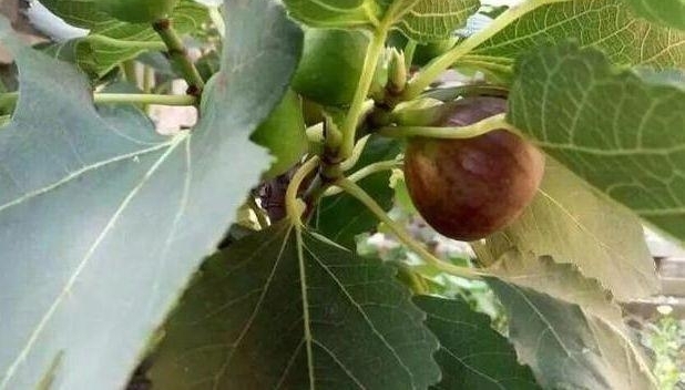 ɹɹ�ҵı��������ĺ�Ժ����ѩ�񡰹ʹ�������ϲ��ר��������԰��