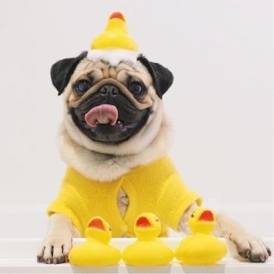 ȵС˸pug