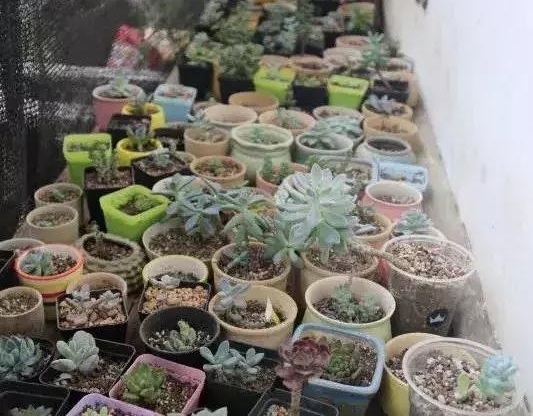 ��������ģ����������ͬ�Ľ�����Т�游ĸ14�꣡�������˸ж���