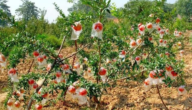 ��年�������ص�ˮ�����ڹŴ�����Ϊ���������Ƥ��ֵ�������