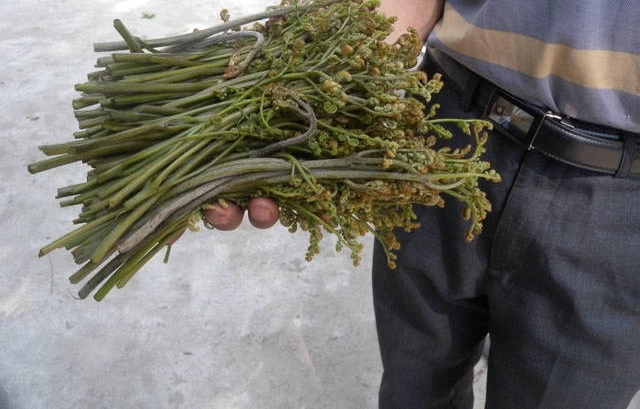 最具争议的野菜,专家说吃了会致癌,老农说一辈子都在吃它