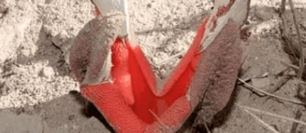 男子野外发现“嘴型”植物,走近看细后,顿时瘫软在地