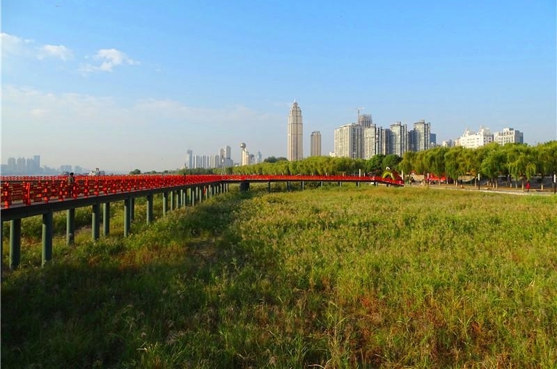 六年前的观芦小桥建议 今朝变成芦花栈桥 汉口江滩芦花栈桥建成