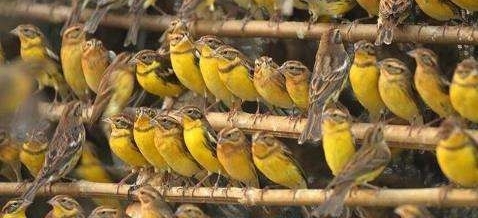 ϸ��5�ֱ����������Σ������, ��3���ڹ㶫������ʳ��
