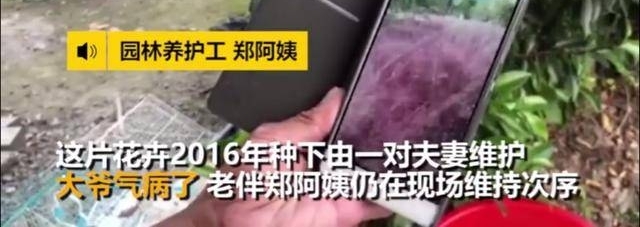 这片网红“花海”被蹂躏成这样!我们的行为要配得上这美丽的风景