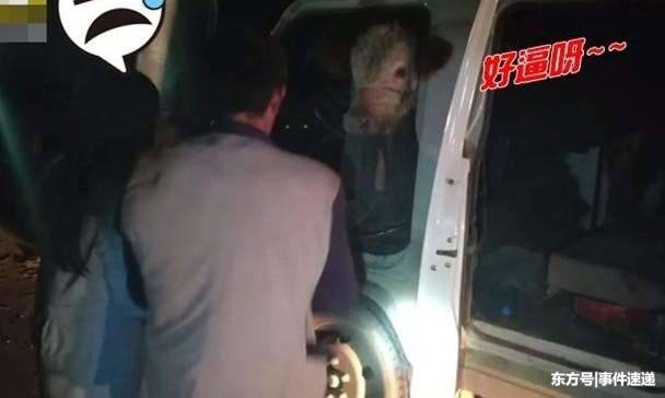 贵州一货车前座副驾“坐”了头牛, 网友: 给牛系安全带了吗?