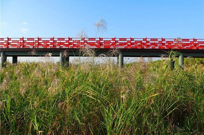 六年前的观芦小桥建议 今朝变成芦花栈桥 汉口江滩芦花栈桥建成
