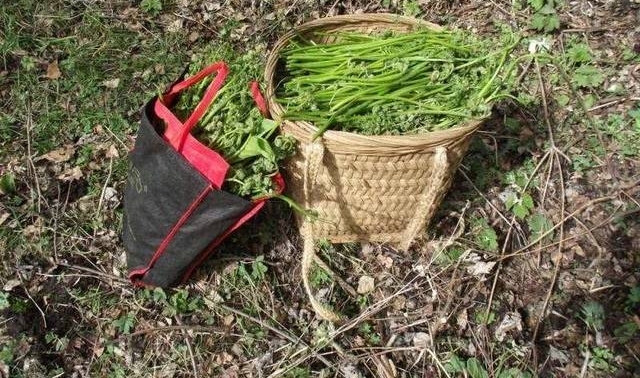 最具争议的野菜,专家说吃了会致癌,老农说一辈子都在吃它