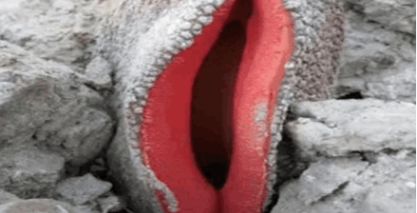 男子野外发现“嘴型”植物,走近看细后,顿时瘫软在地