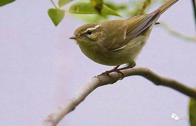 边走边看 | 旅途中的美展