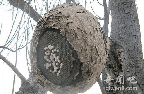 ũ���5�����ޣ������С���Ⱳ��Ҳû������