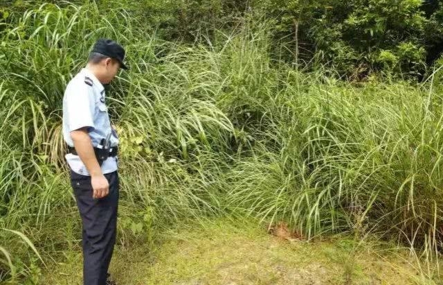 广东 20 斤重大蟒蛇溜进鸡场吃鸡 吃饱了还不肯离开