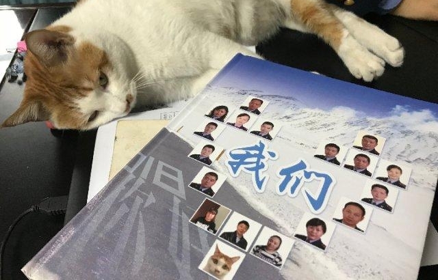 这个工商所里 有一位擅长做“群众工作”的喵星人