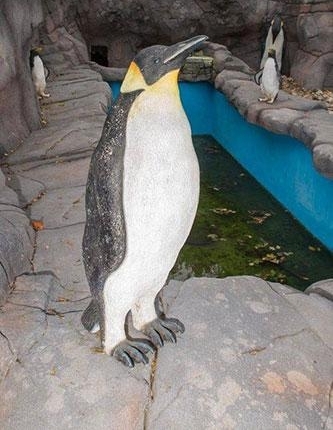���Σ�Ӣ������԰�֡�ɽկ���������ȫ������ģ��