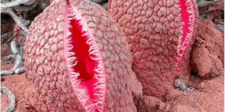 男子野外发现“嘴型”植物,走近看细后,顿时瘫软在地