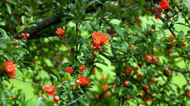 ��年�������ص�ˮ�����ڹŴ�����Ϊ���������Ƥ��ֵ�������