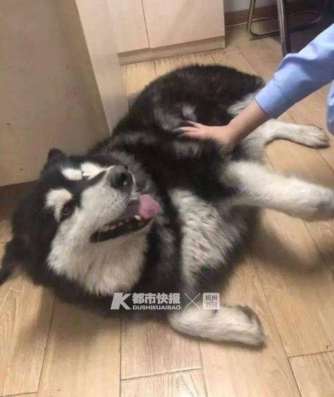 ��ë��·���ɳ������ң����ʹ���Ȯץ�˸���