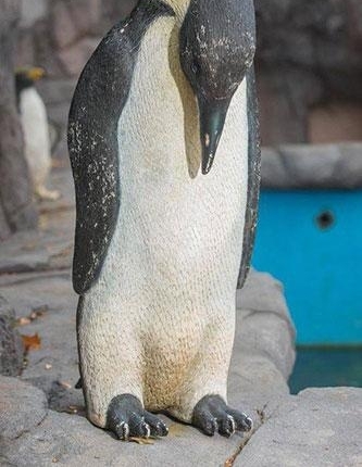 ���Σ�Ӣ������԰�֡�ɽկ���������ȫ������ģ��