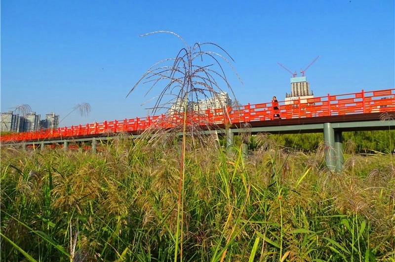 六年前的观芦小桥建议 今朝变成芦花栈桥 汉口江滩芦花栈桥建成